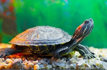 Hoe herken ik soorten schildpadden