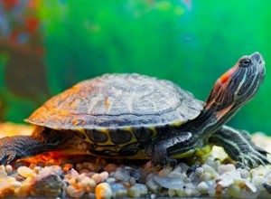 Как определить вид домашней черепахи