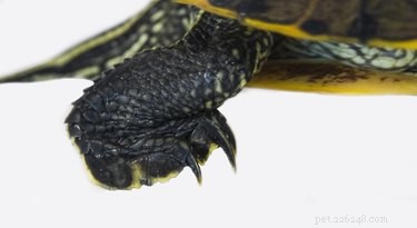 Jak identifikovat druhy domácích želv
