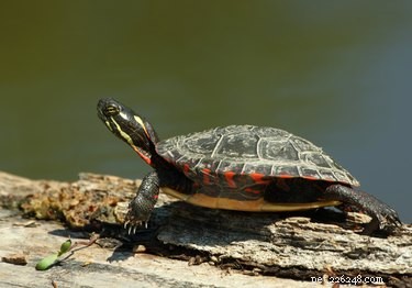 Como identificar espécies de tartarugas de estimação