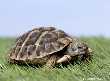 Schildpadden vinden