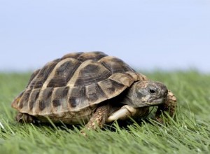 Schildpadden vinden