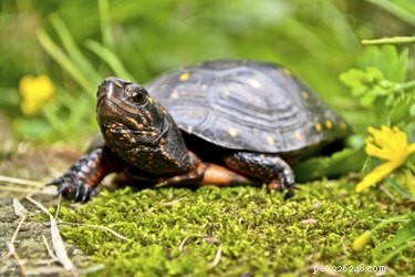 Hur man vet om en sköldpadda är död