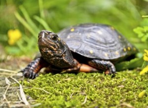 Hur man vet om en sköldpadda är död
