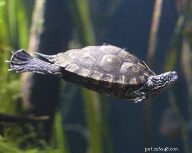 Как почистить аквариум с водными черепахами