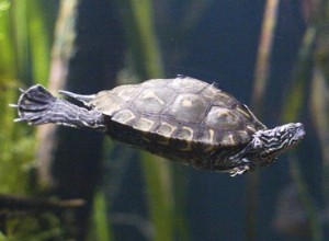 Как почистить аквариум с водными черепахами