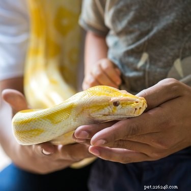 Hur man spelar med en orm för husdjur