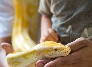 Comment jouer avec un serpent de compagnie