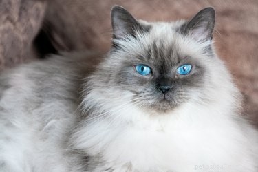 Любите пушистых кошек? Вот 7 самых пушистых пород кошек в мире