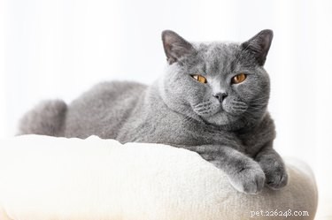 7 fatos fascinantes sobre o gato de pelo curto britânico