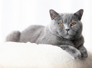 ブリティッシュショートヘアの猫についての7つの魅力的な事実 