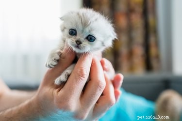 7 увлекательных фактов о британской короткошерстной кошке