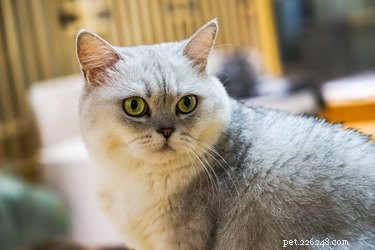 7 fatos fascinantes sobre o gato de pelo curto britânico
