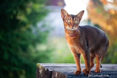 9 faits fascinants sur les chats abyssins