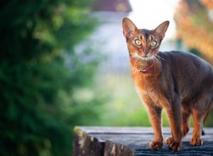 아비시니아 고양이에 대한 9가지 놀라운 사실