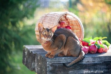 9 увлекательных фактов об абиссинских кошках