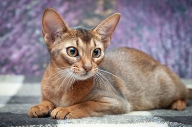 9 fatos fascinantes sobre gatos abissínios