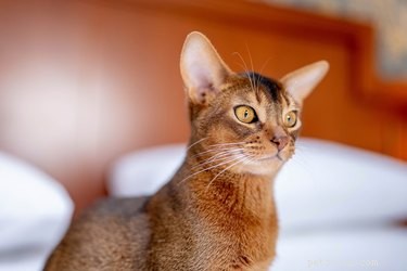 9 curiosità sui gatti abissini