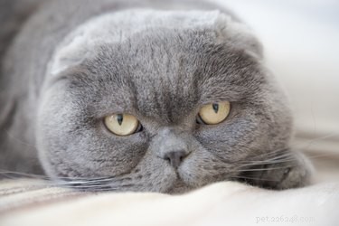 7 увлекательных фактов о шотландской вислоухой кошке