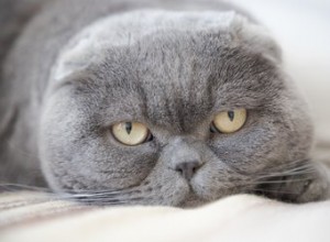 スコティッシュフォールド猫についての7つの魅力的な事実 