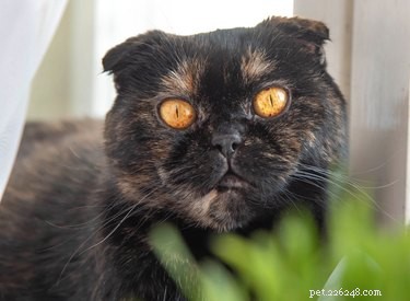 スコティッシュフォールド猫についての7つの魅力的な事実 