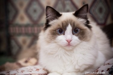 봉제 인형 고양이에 대한 12가지 흥미로운 사실