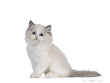 12 fascinerende feiten over Ragdoll-katten