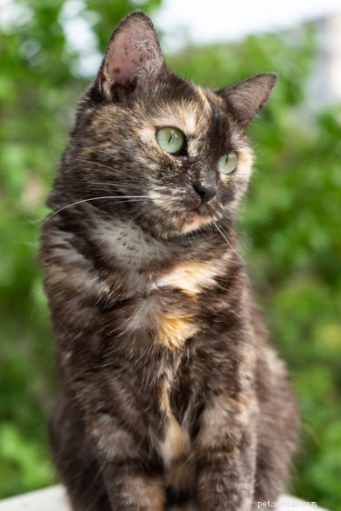 칼리코 고양이에 대한 10가지 독특하고 놀라운 사실
