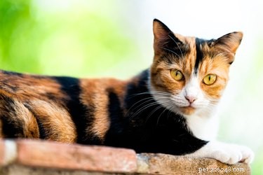 10 уникальных и удивительных фактов о трехцветных кошках