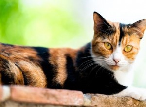 10 jedinečných a překvapivých faktů o kočkách Calico