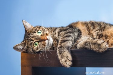 10 уникальных и удивительных фактов о трехцветных кошках