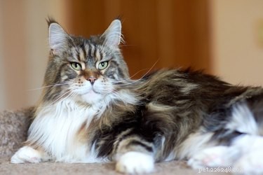 10 fatti unici e sorprendenti sui gatti Calico