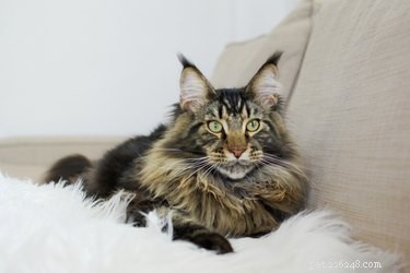 メインクーン猫についての7つの魅力的な事実 