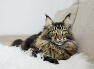 7 fascinujících faktů o mainských mývalích kočkách
