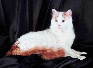 Факты и информация о породе турецких ванских кошек