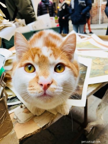 Fatos e informações sobre a raça de gato furgão turco