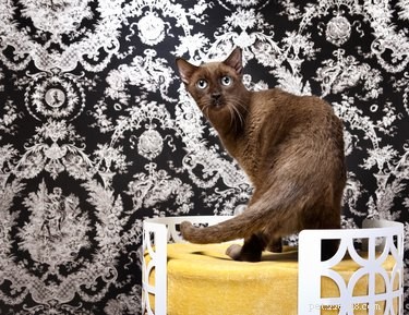Fatos e informações sobre a raça do gato marrom Havana