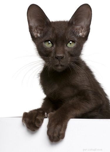 Fatos e informações sobre a raça do gato marrom Havana