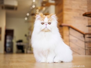 Fatos e informações sobre gatos persas