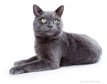 コラット猫の品種の事実と情報 