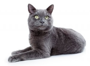 Факты и информация о породе кошек корат