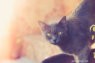 Факты и информация о породе кошек корат