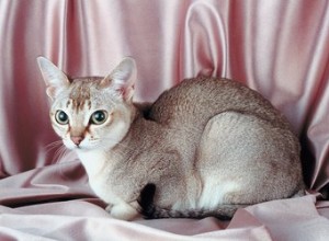 Fatos e informações sobre a raça de gatos de Cingapura