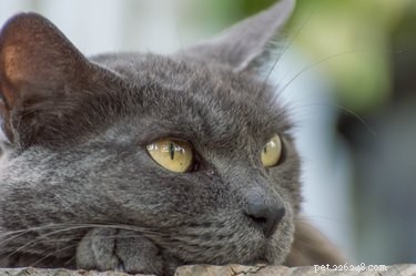 Факты и информация о породе русской голубой кошки