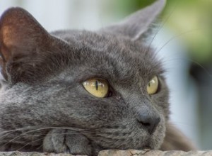 러시안 블루 고양이 품종 정보 및 정보
