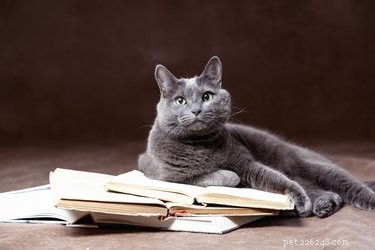 Fakta a informace o plemeni ruské modré kočky