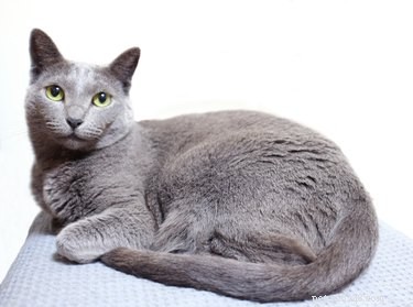 Fatos e informações sobre a raça do gato azul russo