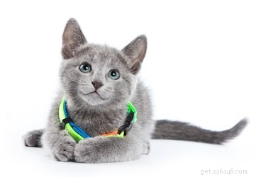 Fatti e informazioni sulla razza del gatto blu russo