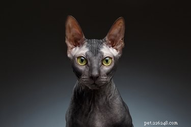 Fatti e informazioni sulla razza di gatto Sphynx