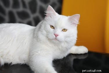 Fatos e informações sobre a raça do gato angora turco